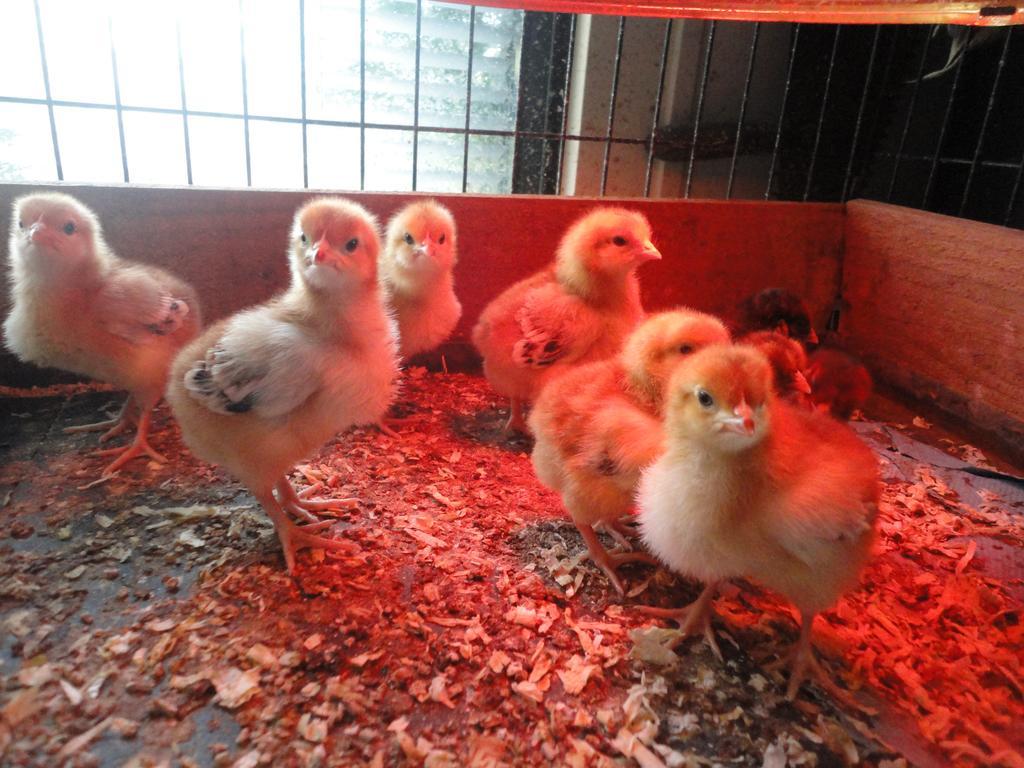 Willow Court Farm The Lodge & Petting Farm, 8 Mins From Legoland & Windsor, 15 Mins From Lapland Uk Bagian luar foto