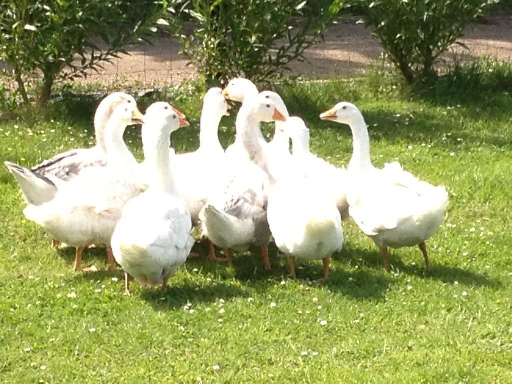 Willow Court Farm The Lodge & Petting Farm, 8 Mins From Legoland & Windsor, 15 Mins From Lapland Uk Bagian luar foto