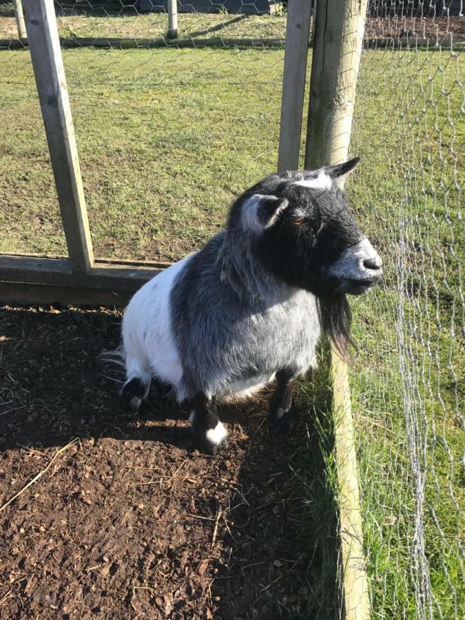 Willow Court Farm The Lodge & Petting Farm, 8 Mins From Legoland & Windsor, 15 Mins From Lapland Uk Bagian luar foto